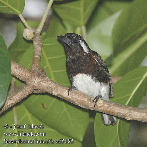 Stactolaema leucotis White-eared Barbet Whiteeared valkokulmaseppä Barbican oreillard Witoorbaardvogel Barbuto Orecchiebianche Weißohr-Bartvogel Weißohrbartvogel vousák bělouchý Barbudo de Orejas Blancas Smilorhis Witoorhoutkapper