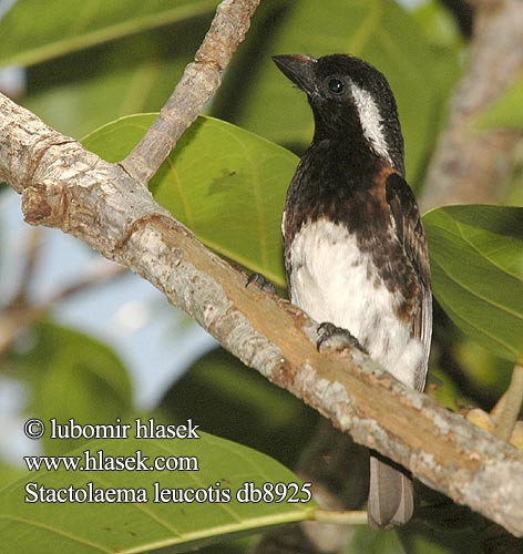 Stactolaema leucotis Barbican oreillard Witoorbaardvogel Barbuto Orecchiebianche Weißohr-Bartvogel Weißohrbartvogel vousák bělouchý Barbudo de Orejas Blancas Smilorhis Witoorhoutkapper