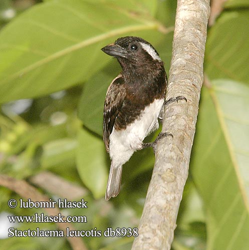 Stactolaema leucotis Barbuto Orecchiebianche Weißohr-Bartvogel Weißohrbartvogel vousák bělouchý Barbudo de Orejas Blancas Smilorhis Witoorhoutkapper