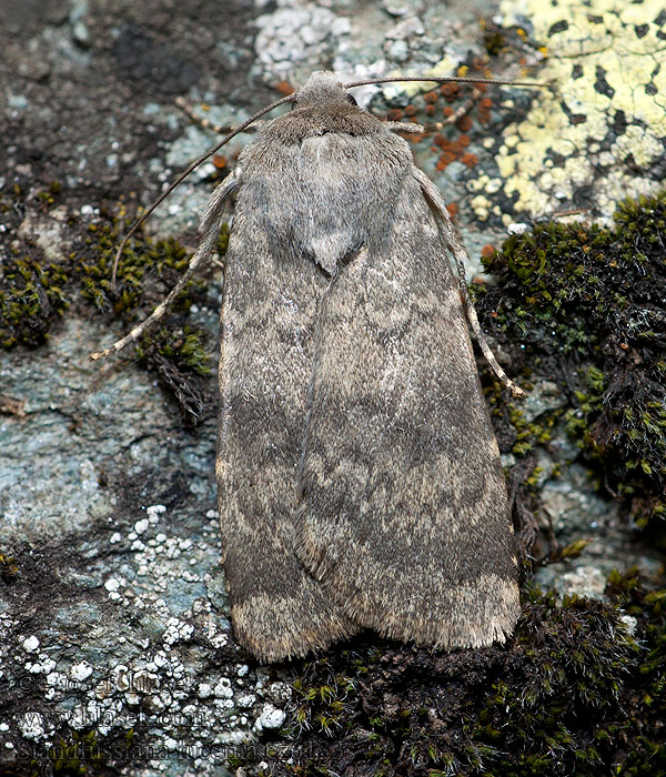 Standfussiana lucernea Osenice velehorská