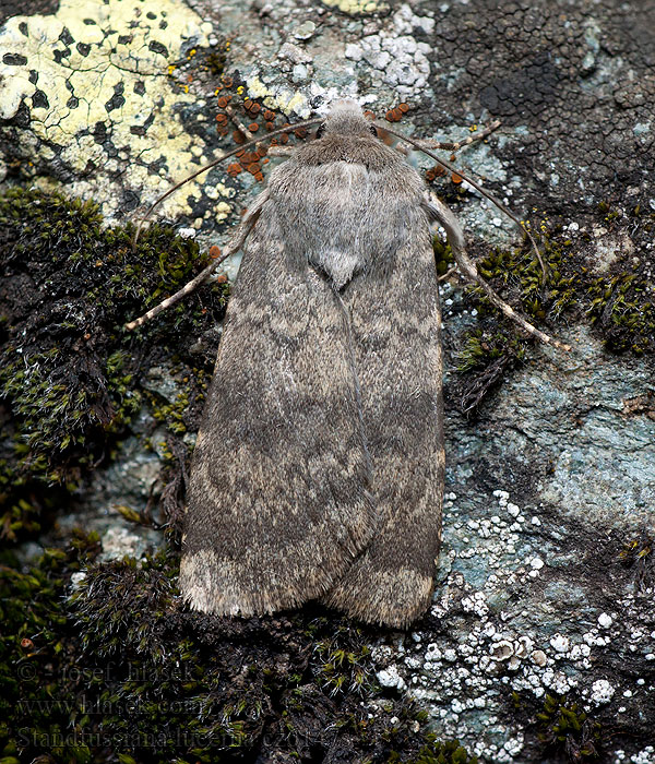 Standfussiana lucernea Standfuß-Zackenbinden-Erdeule Northern Rustic