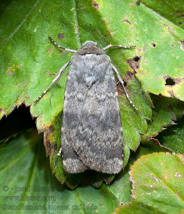 Standfussiana lucernea Siatica alpínska Agrotide lucernaire