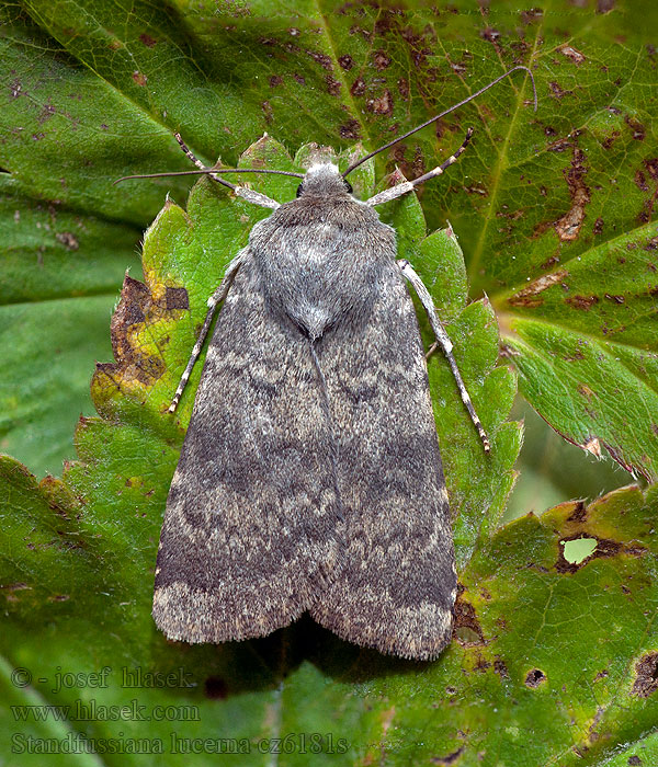 Standfussiana lucernea Совка светлая Saaristomaayökkönen Ljusjordfly