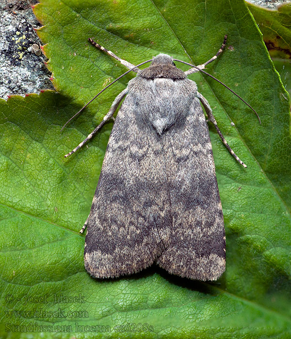 Osenice velehorská Standfussiana lucernea Lampeugle