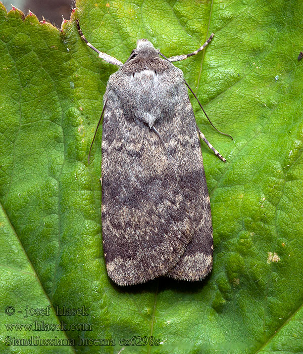 Standfuß-Zackenbinden-Erdeule Standfussiana lucernea