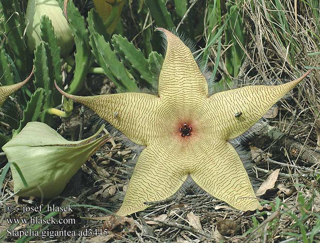 Stapelia gigantea ad3445