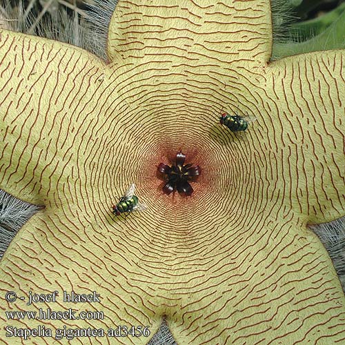 Stapelia gigantea ad3456