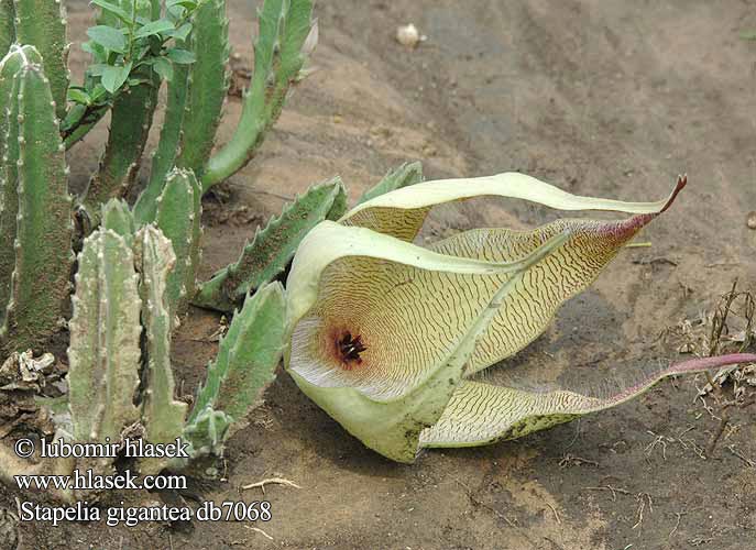 Stapelia gigantea db7068