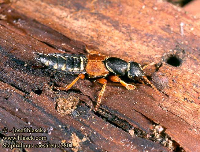 Staphylinus caesareus