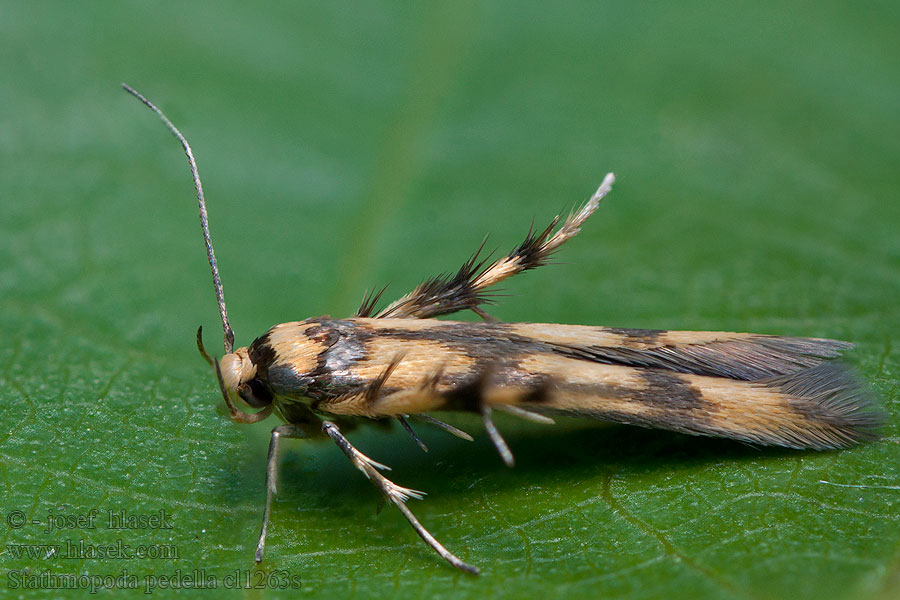 Stathmopoda pedella