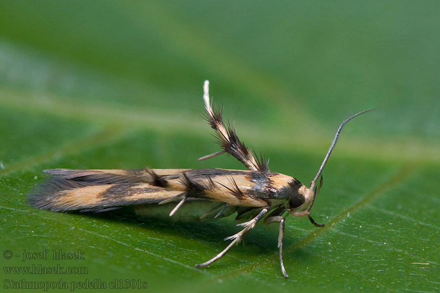 Stathmopoda pedella