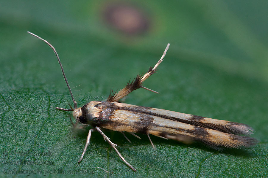 Stathmopoda pedella