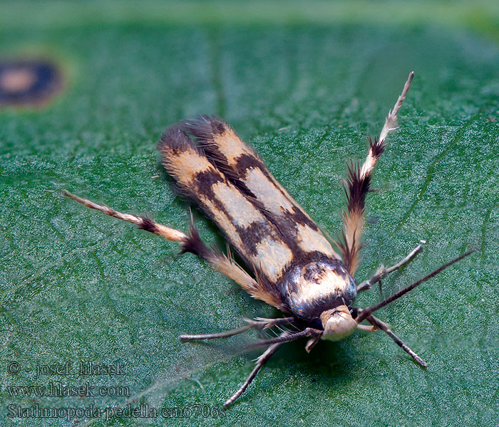 Stathmopoda pedella