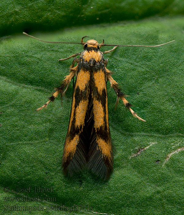 Stathmopoda pedella