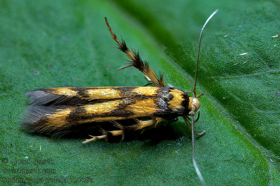 Stathmopoda pedella