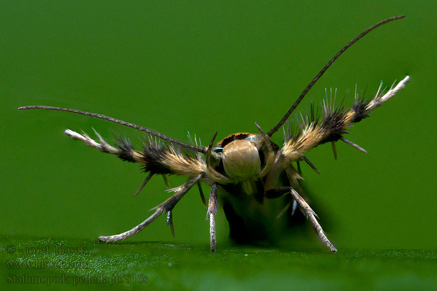 Stathmopoda pedella