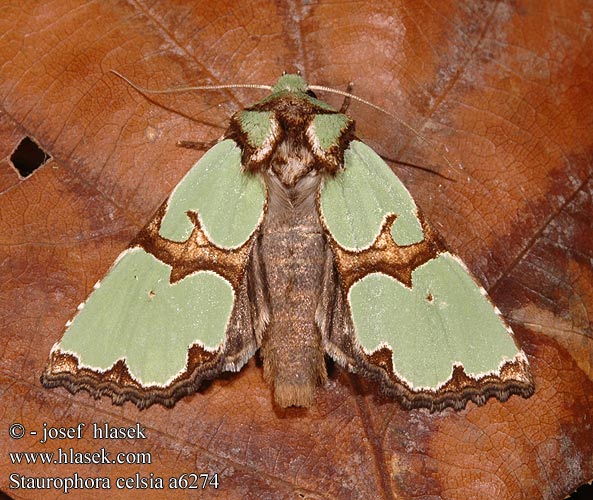 Staurophora celsia Travařka ozdobná Malachiteule