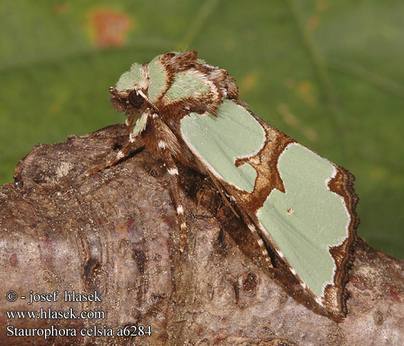 Staurophora celsia Совка роскошная Krzyżówka malachitówka