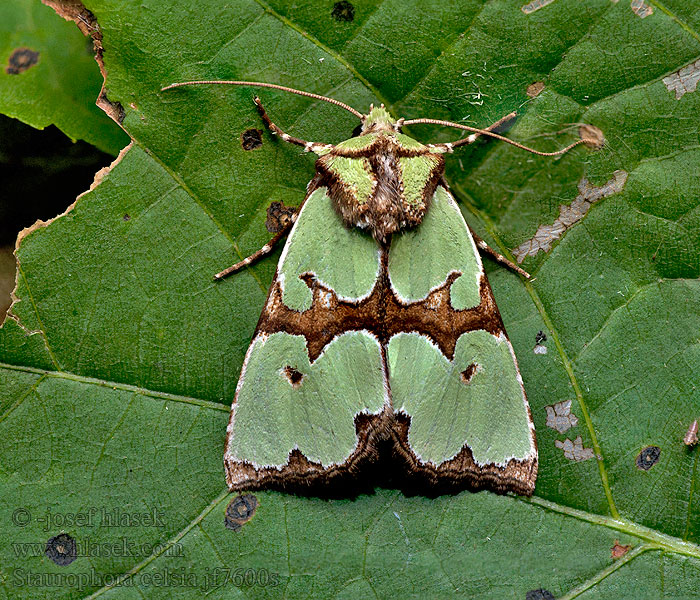 Travařka ozdobná Staurophora celsia