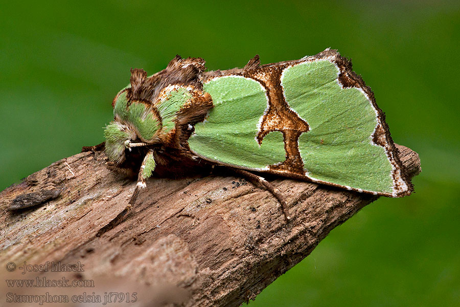 Совка роскошная Staurophora celsia