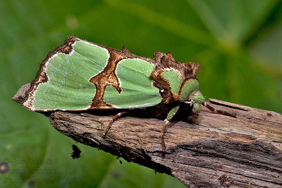 Staurophora celsia