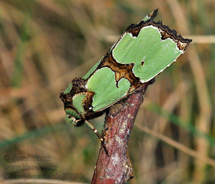 Staurophora celsia
