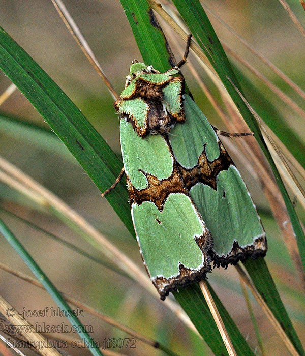 Совка розкішна Staurophora celsia