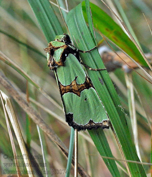 Grøn pragtugle Staurophora celsia
