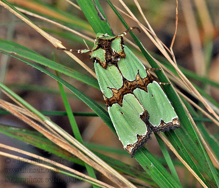 Grønnbåndet rotfly Staurophora celsia