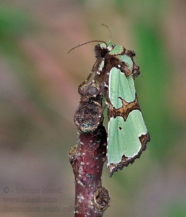 Jaspisyökkönen Grönt rotfly Staurophora celsia