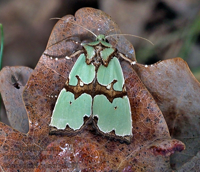 Совка роскошная Staurophora celsia