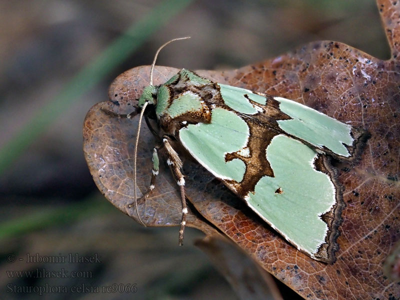 Orgueilleuse Staurophora celsia