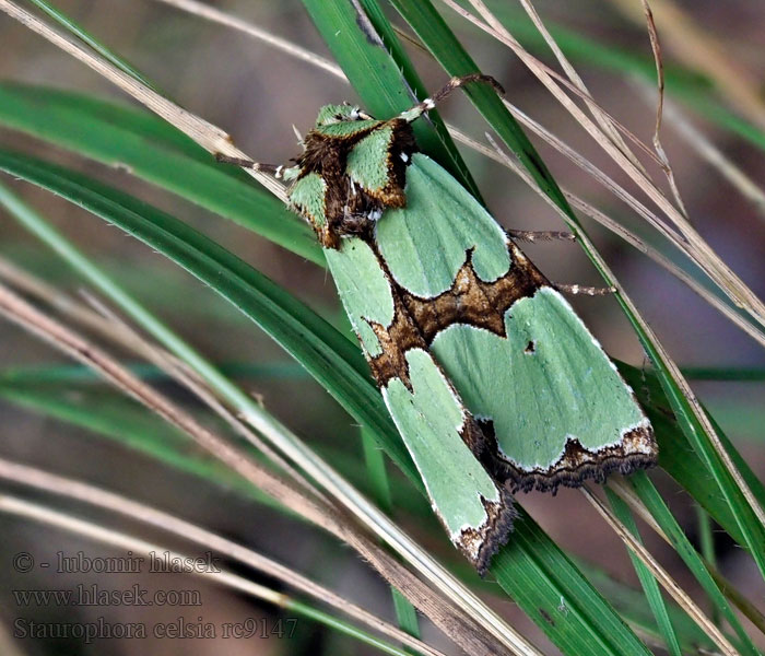 Malachiteule Staurophora celsia