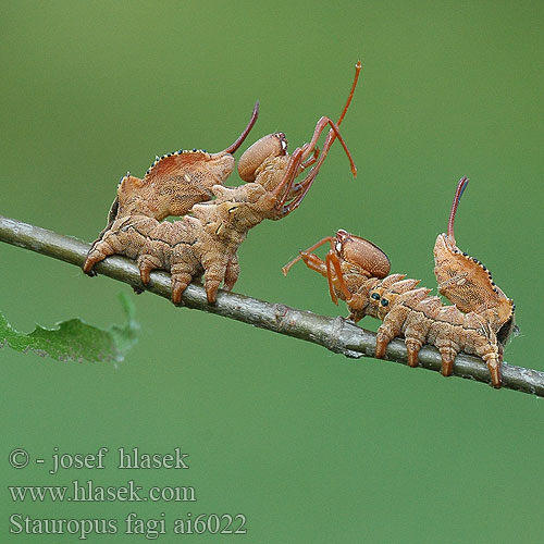 Stauropus fagi シャチホコガ Bükkfa púposszövő