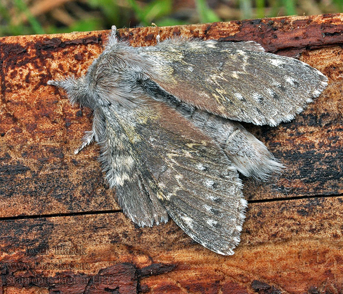 Lobster Moth Buchen-Zahnspinner Stauropus fagi