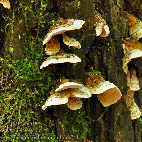 Ostnateček okrový Kleinsporiger Olivschnitzling Simocybe bariolé 赭黄齿耳菌 Almindelig Skønpig Orakarakka Olijfkleurig matkopje Kisspórás olajgombácska Olivenhat Симоцибе лоскутная Smeťovička hnedoolivová Steccherinum ochraceum