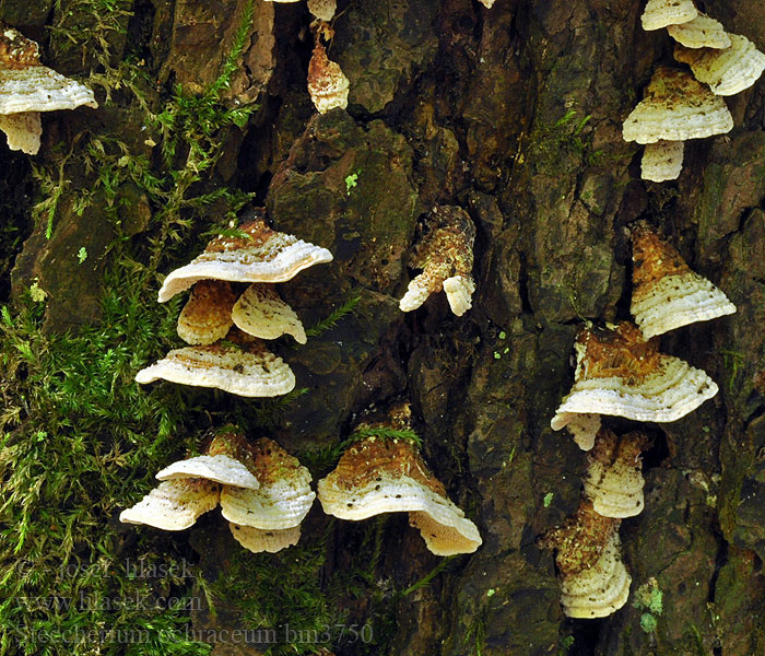 Simocybe bariolé 赭黄齿耳菌 Almindelig Skønpig Orakarakka Olijfkleurig matkopje Kisspórás olajgombácska Olivenhat Симоцибе лоскутная Smeťovička hnedoolivová Steccherinum ochraceum