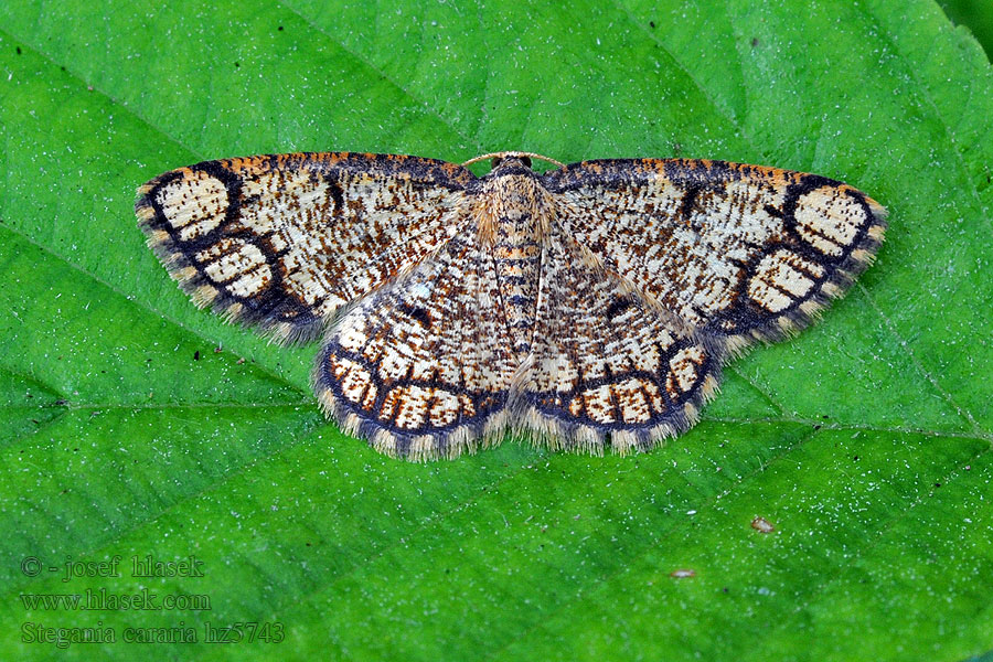 Stegania cararia Kropenatec zdobený Laubwald-Gelbspanner