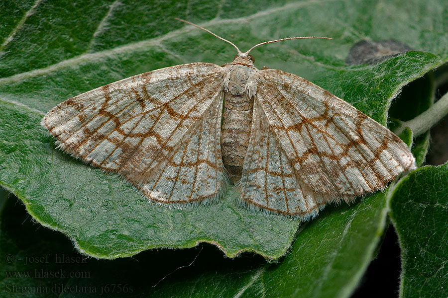 Stegania dilectaria