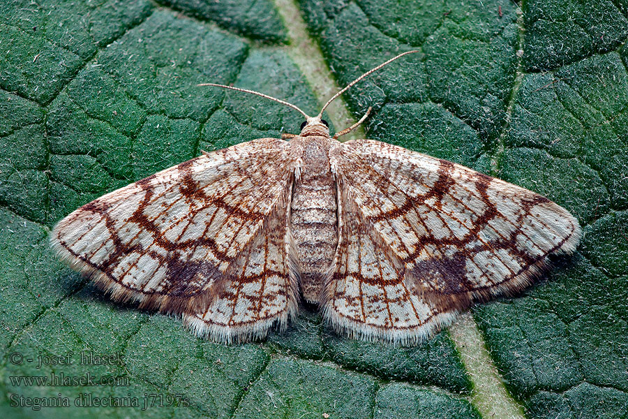 Stegania dilectaria