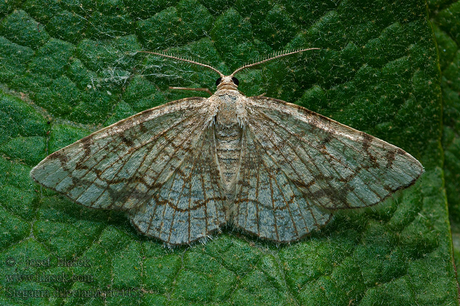 Stegania dilectaria