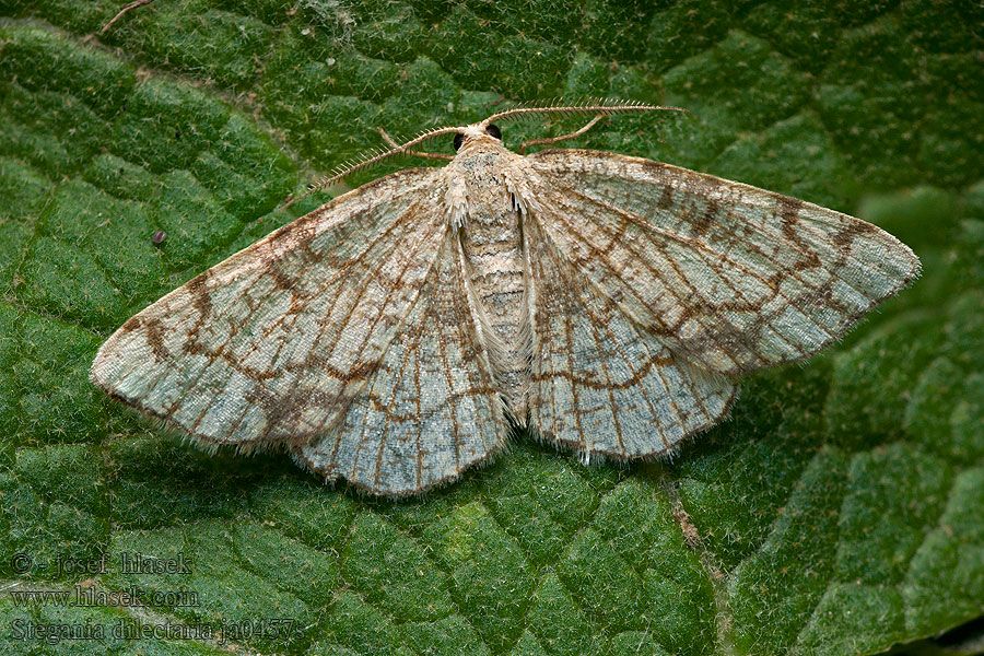 Stegania dilectaria