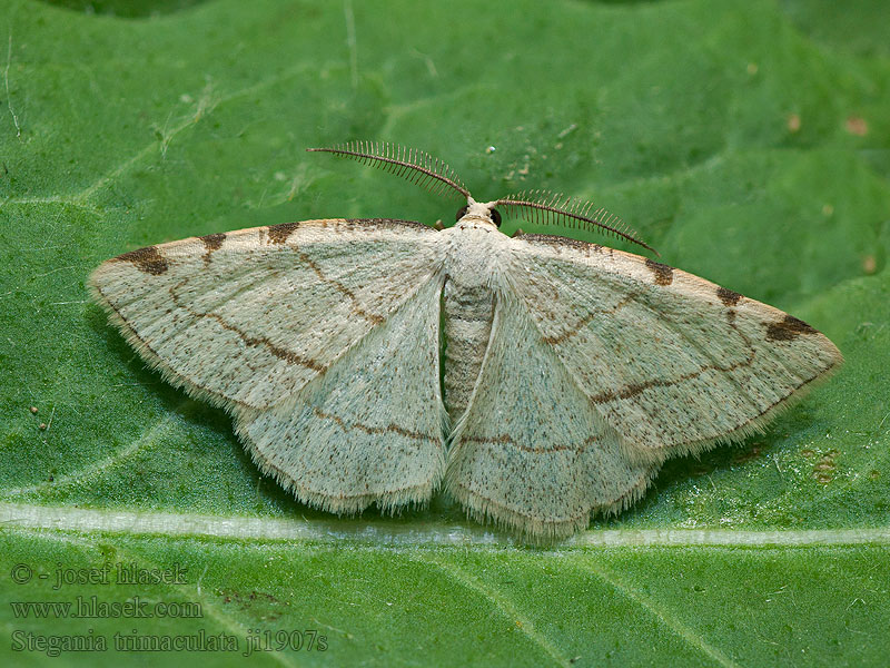 Stegania trimaculata Dreifleck-Pappelspanner