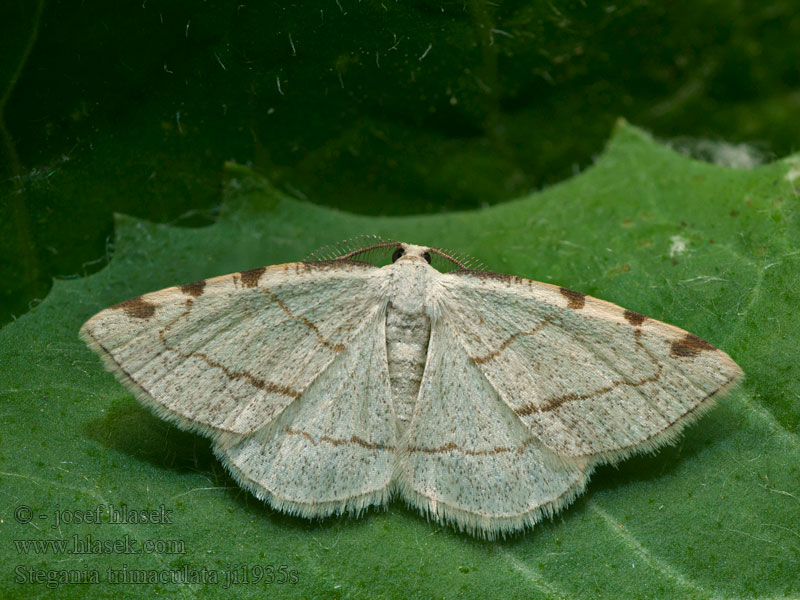 Stegania trimaculata Dorset cream wave Drievlekspanner