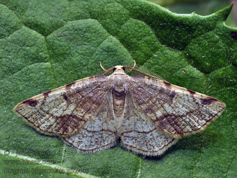 Dreifleck-Pappelspanner Drievlekspanner Stegania trimaculata