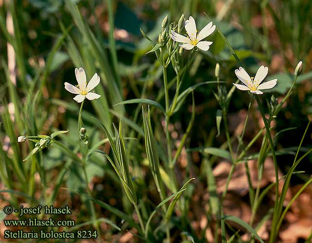 Stellaria holostea Stor Fladstjerne Stellaria holostea Stellaire holostée