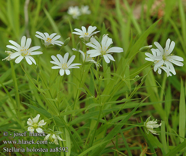 Grote muur plantengeslacht Gwiazdnica wielkokwiatowa Greater Stitchwort