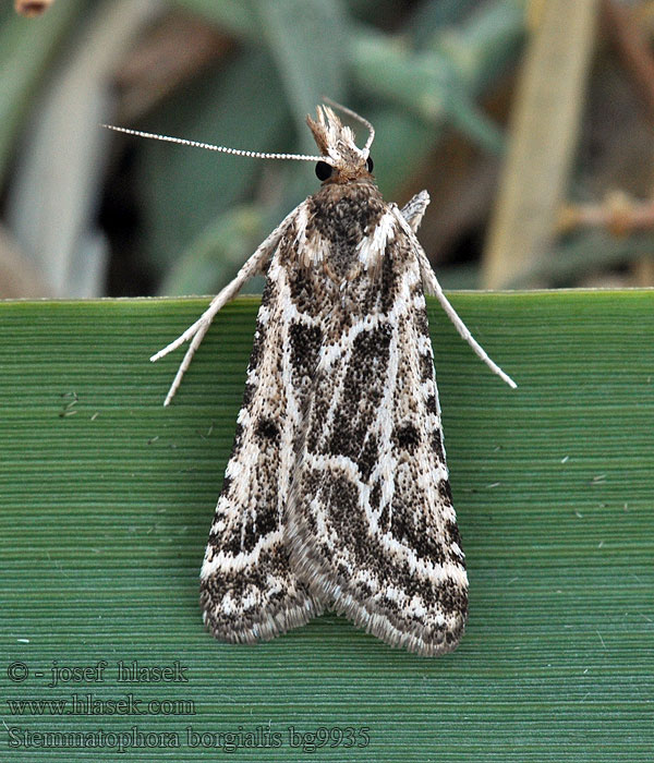 Stemmatophora borgialis