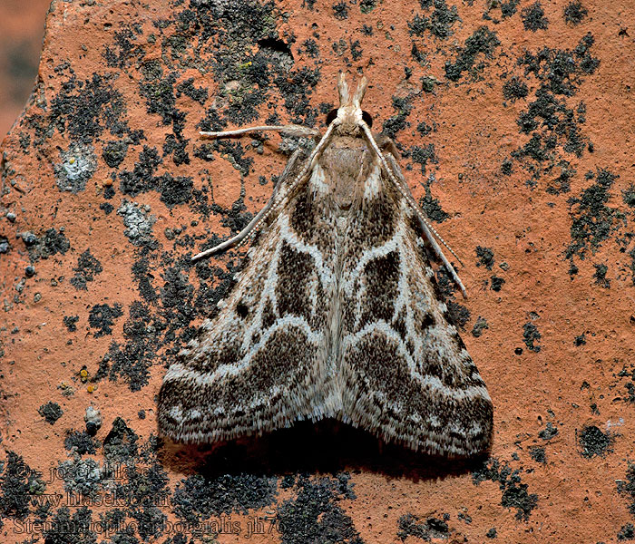 Stemmatophora borgialis