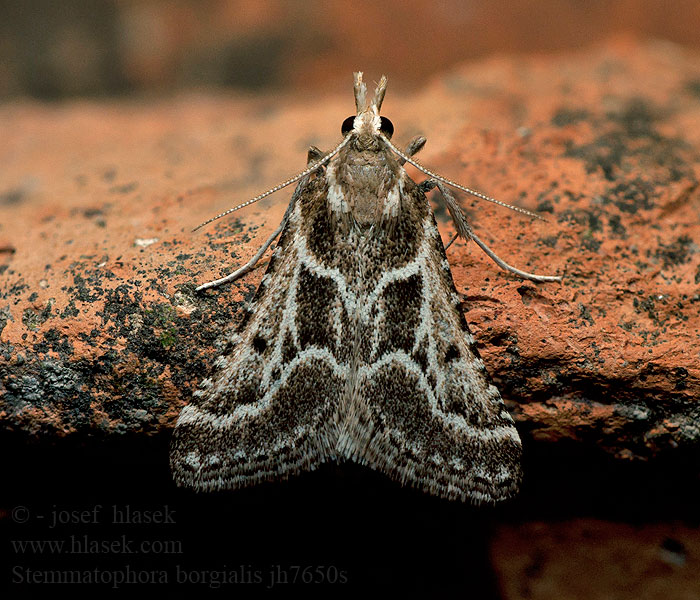 Stemmatophora borgialis